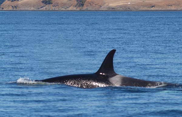 orca 009