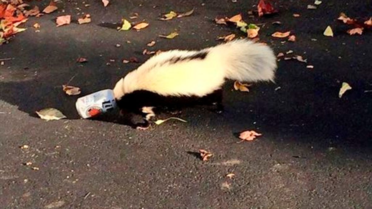 1411332152000-Skunk-Stuck-Beer-Can-Smit.jpg