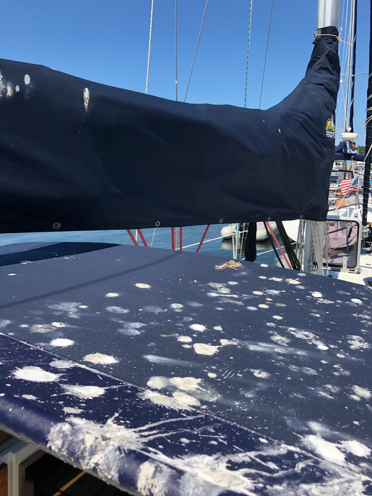 Bird & Spider Poop Stain Remover for Boats