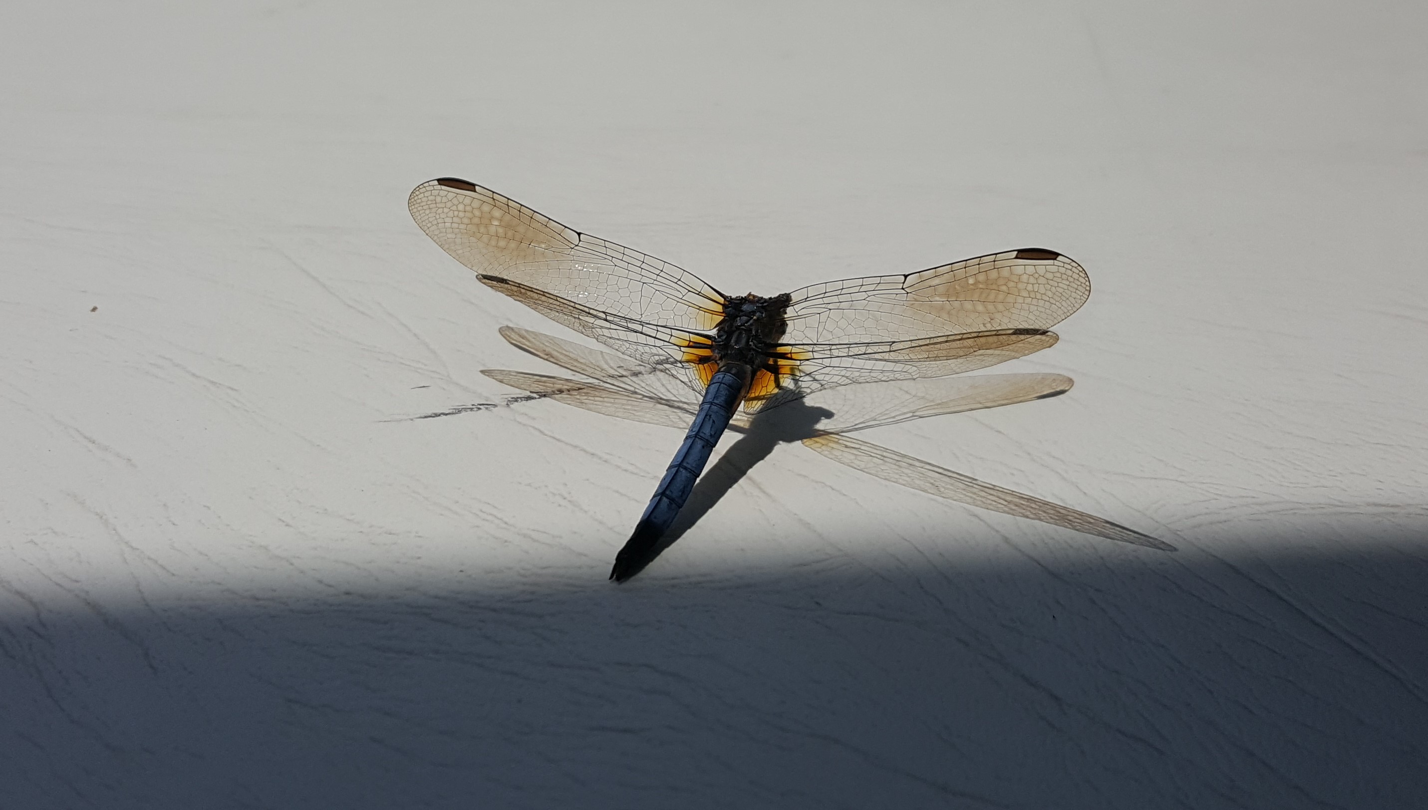 20180602_145123adj.jpg