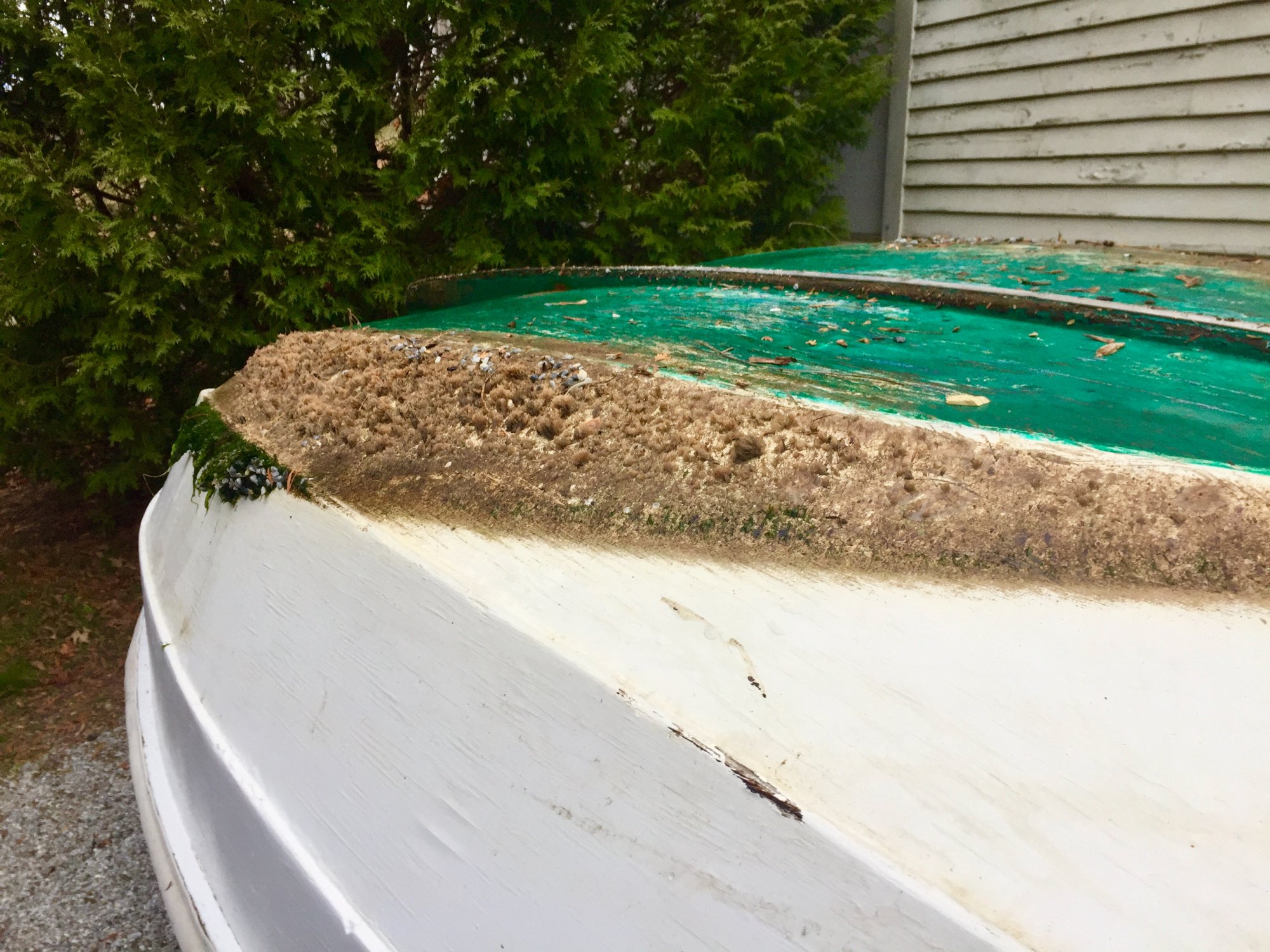 2020 Dinghy growth.jpg
