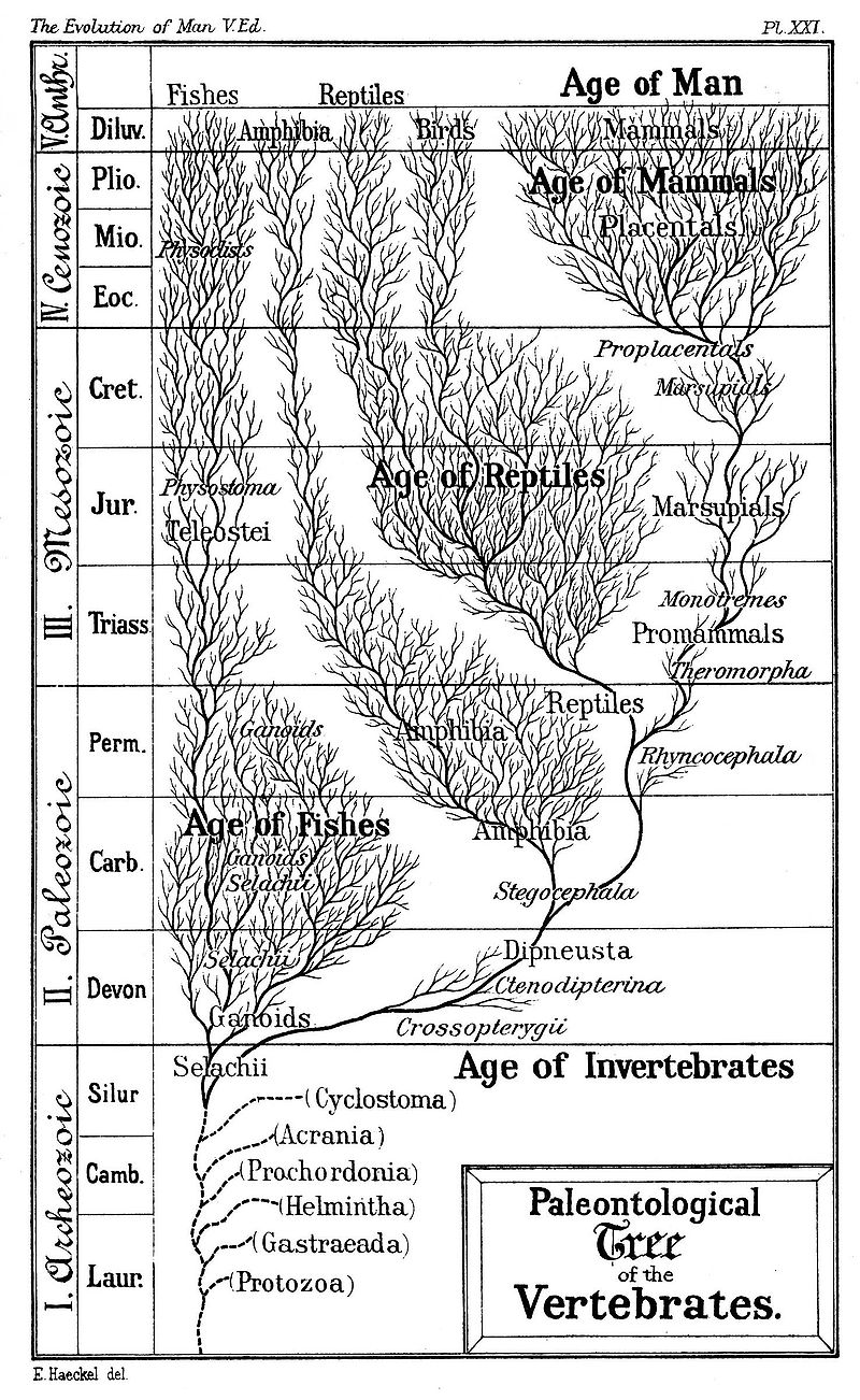 800px-Age-of-Man-wiki.jpg