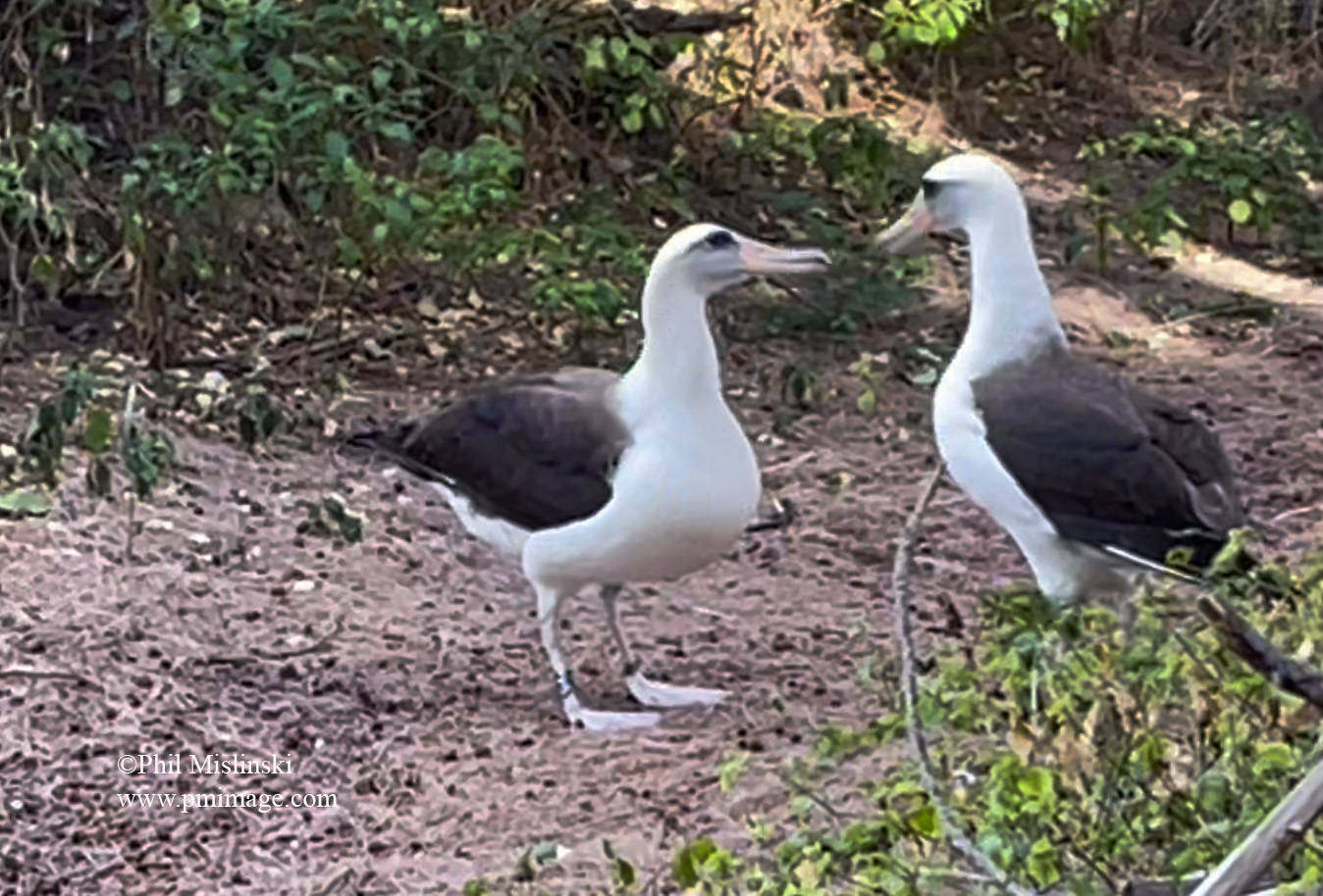albatross_cr.jpg