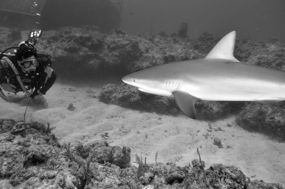 Bahama shark black and white.jpg