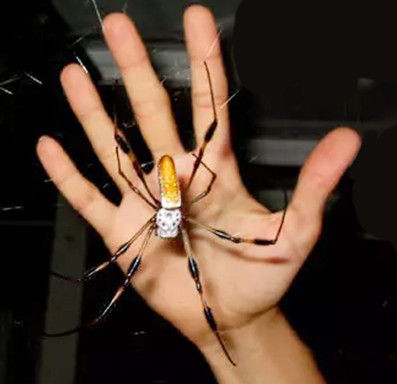banana-spider-size.jpg