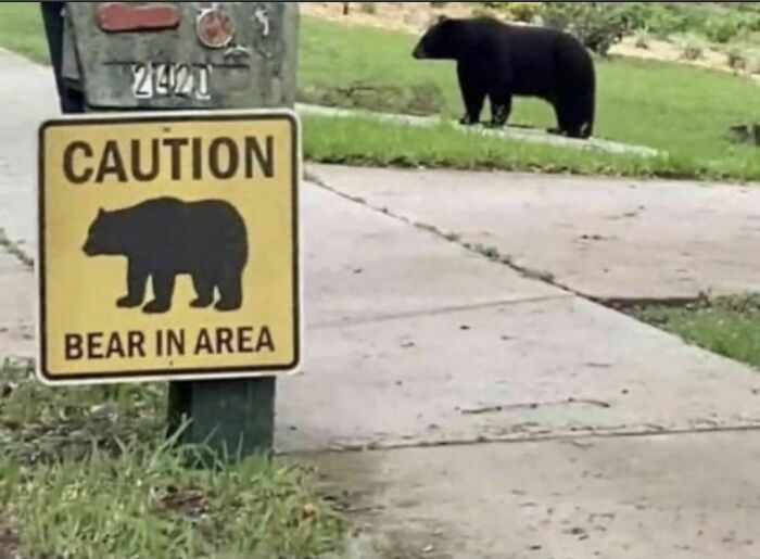 bear.jpg