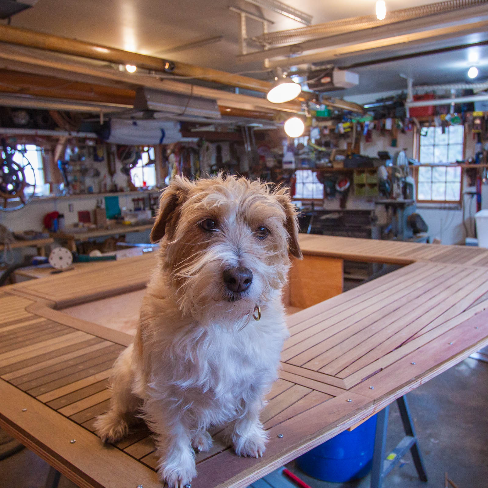 Bench dog (1 of 1).jpg