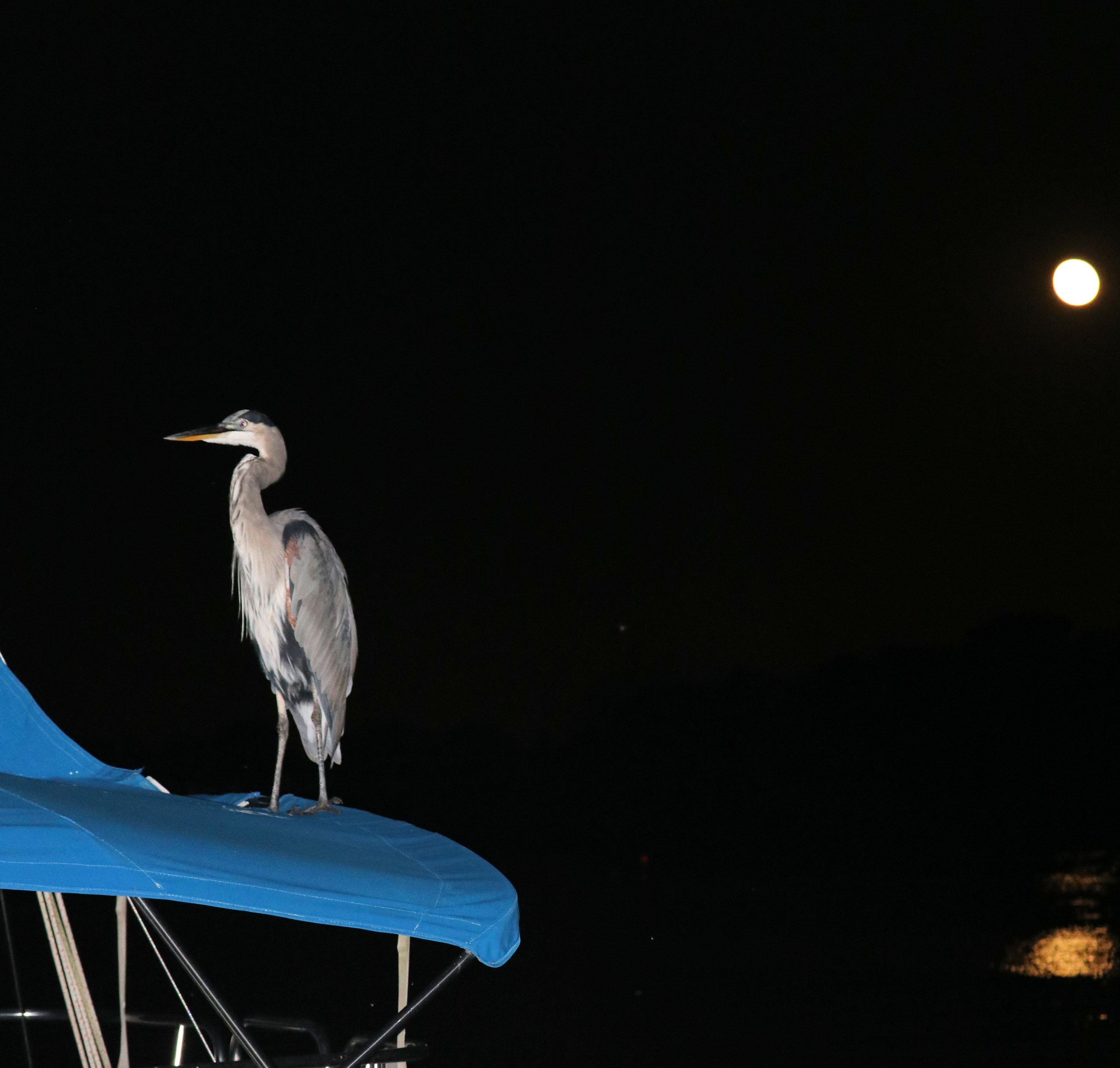 birdnmoon.jpg