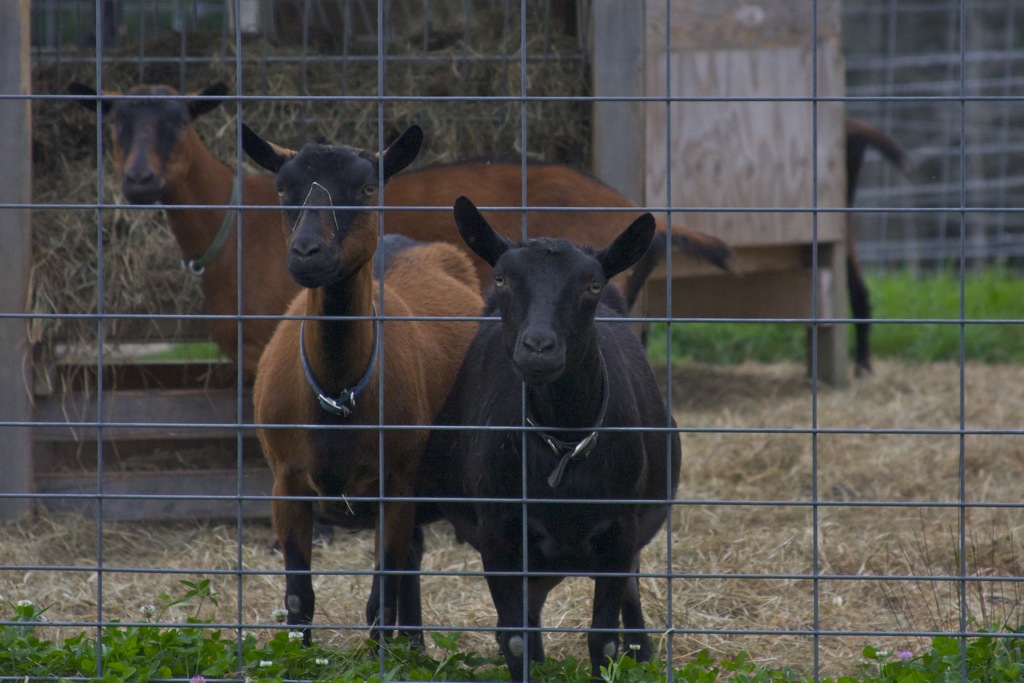Black Goat.jpg