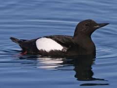 Black Guillemot.jpeg