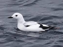 Black Guillemot winter.jpeg