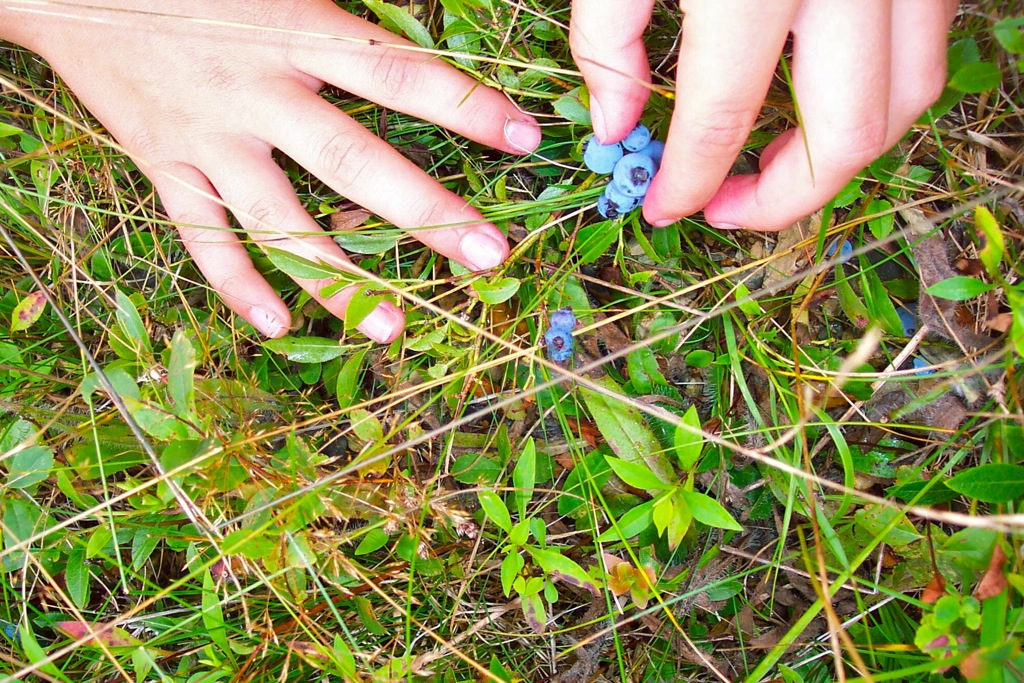 Blue berry gems in the grass .jpg