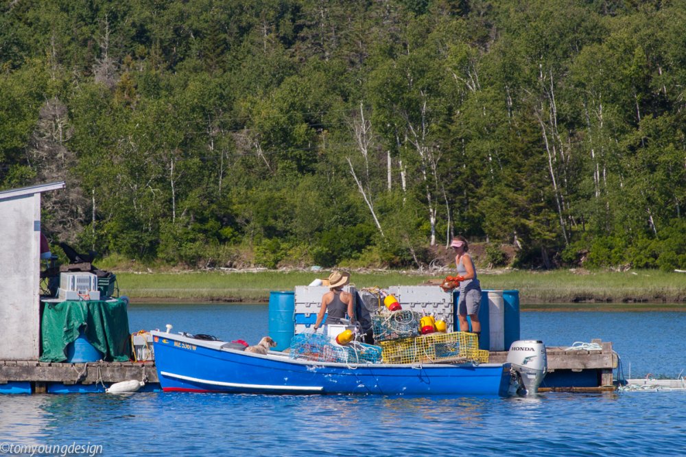 Bluebird Pulpit Harbor bait dock.jpg