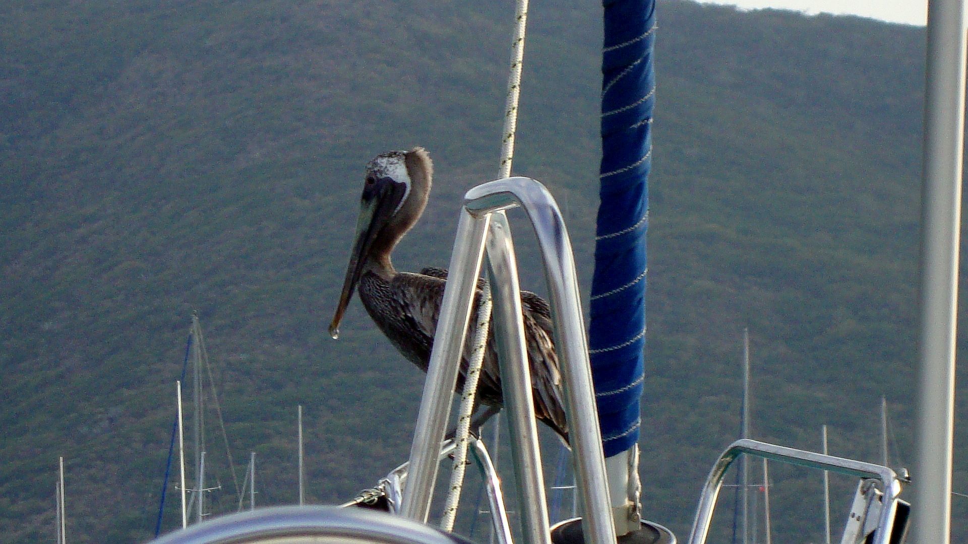 Bow Rider.jpg