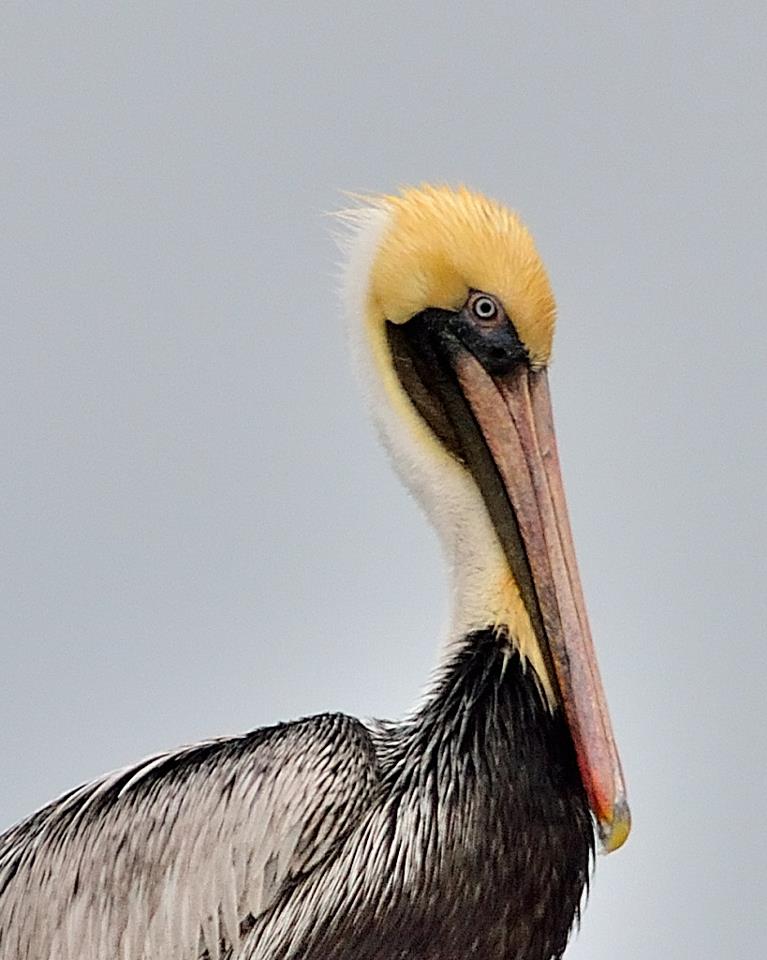 Brown Pelican.jpg