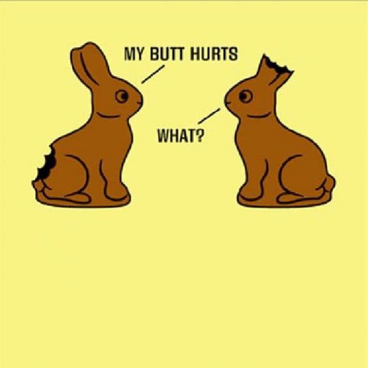 bunny.jpg