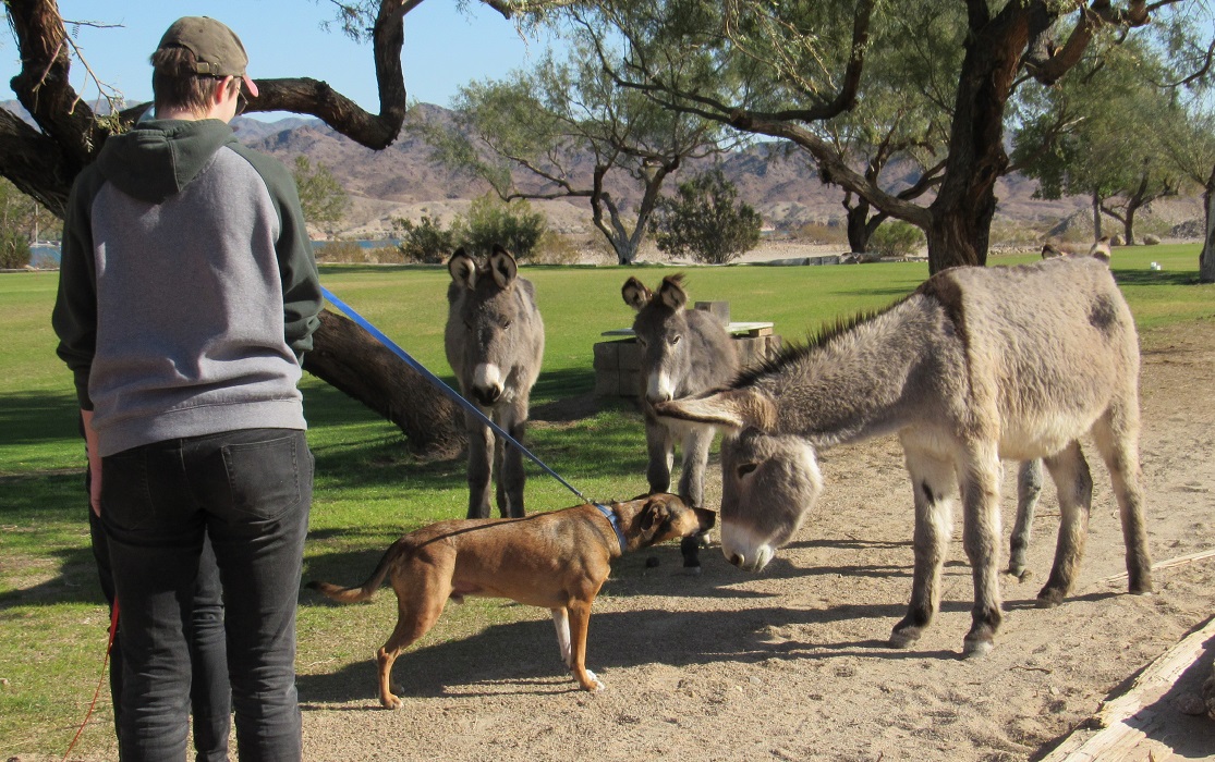 burro4.jpg