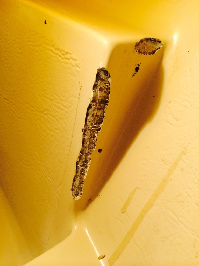 Cabin Gelcoat Voids exposed.jpg