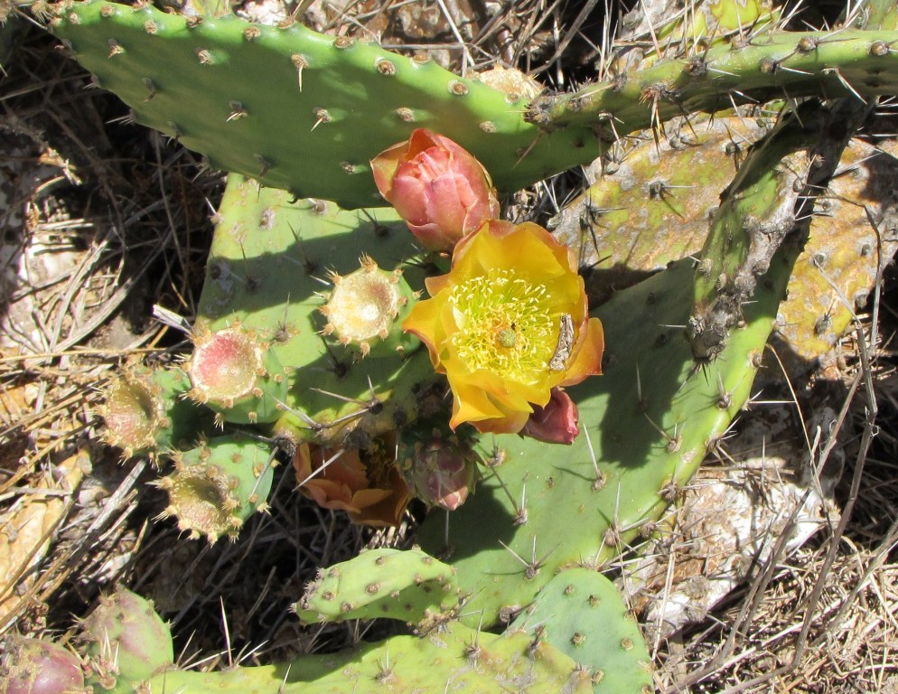 cactus1.JPG