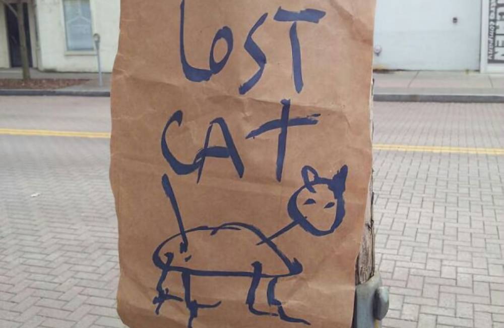 Cat.jpeg