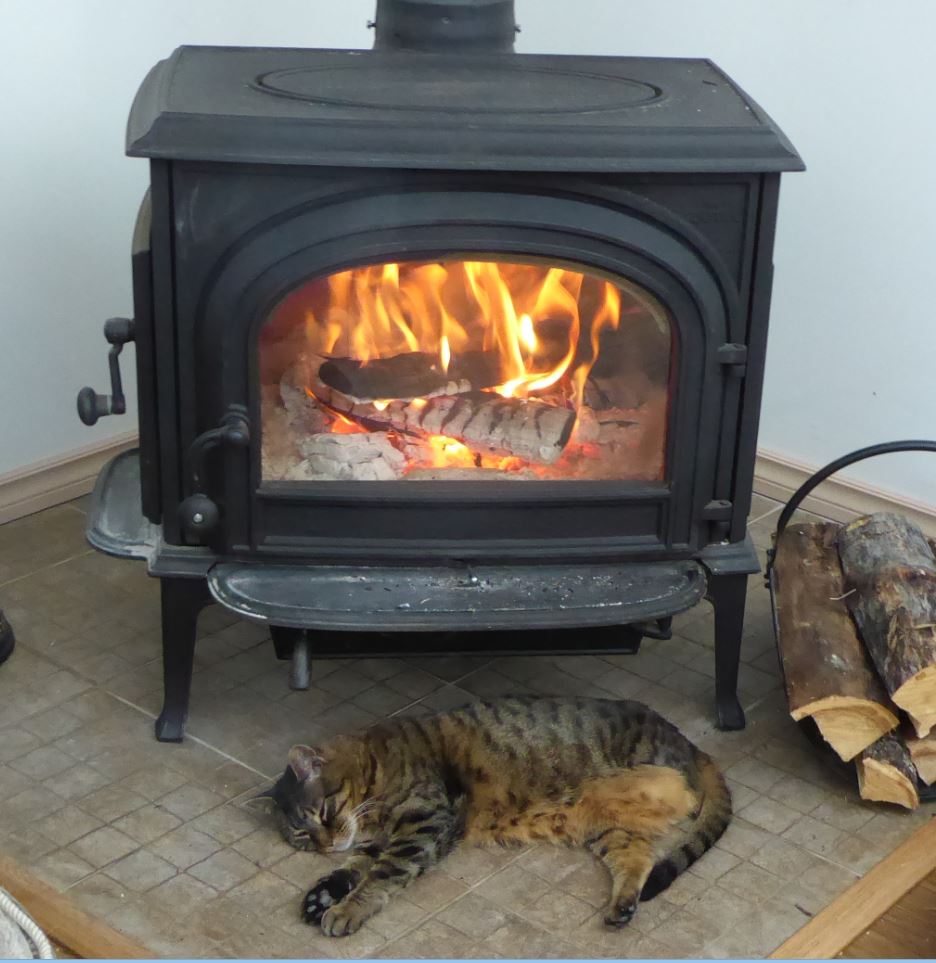 cat.JPG