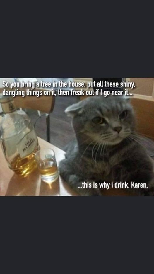 cat.jpg