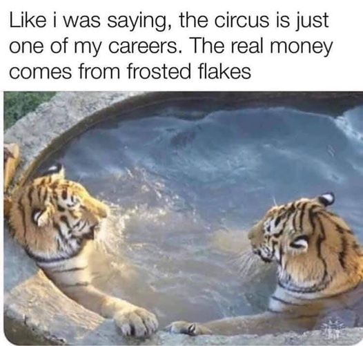 cat.jpg