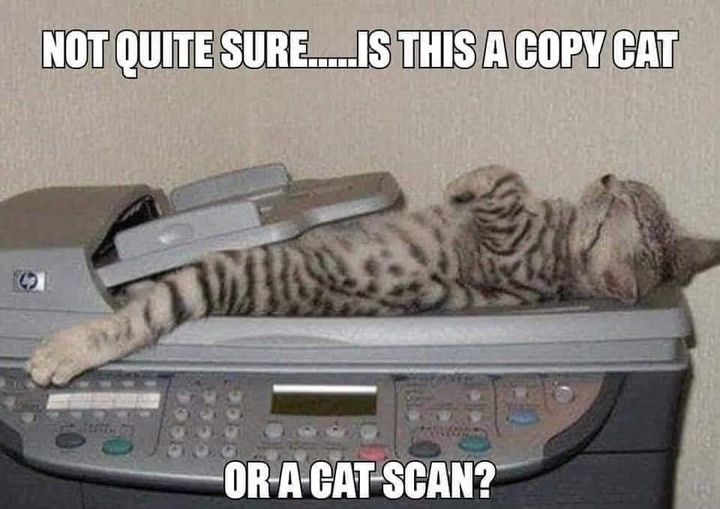 cat1.jpg