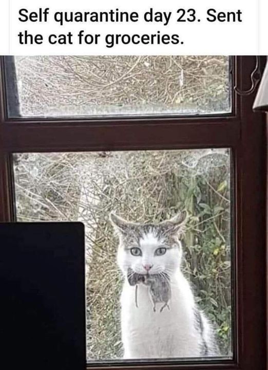 cat2.jpg