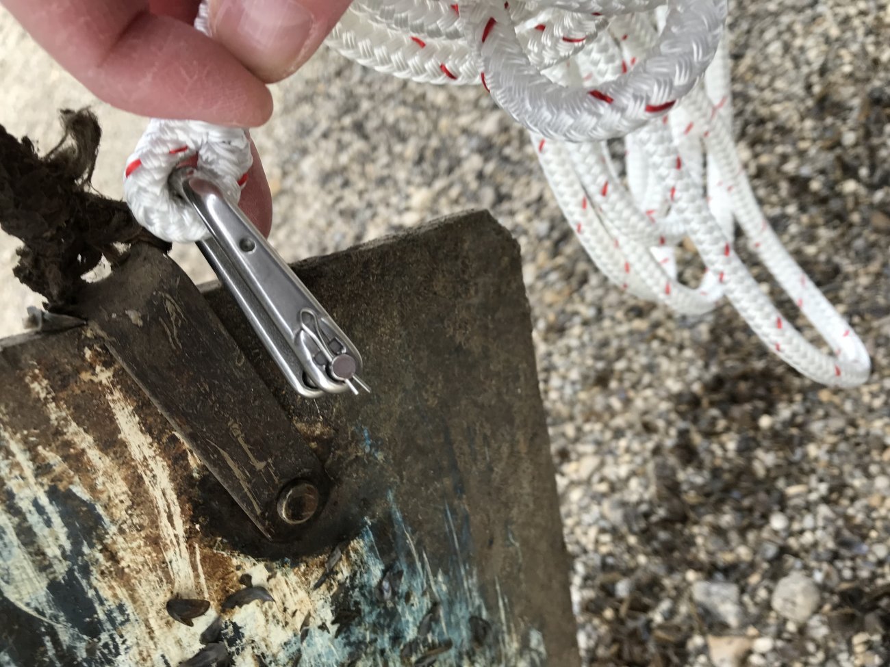 Centerboard Zebra Mussels (3).jpg