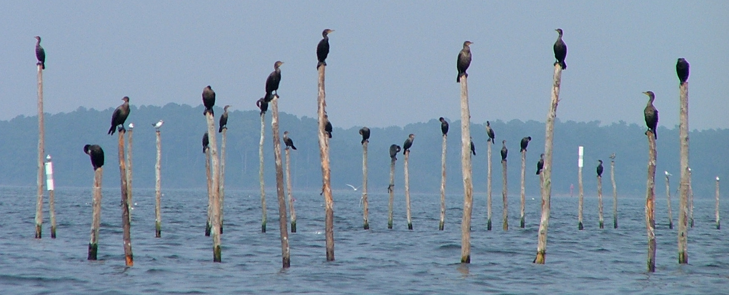 ChesBirds.jpg