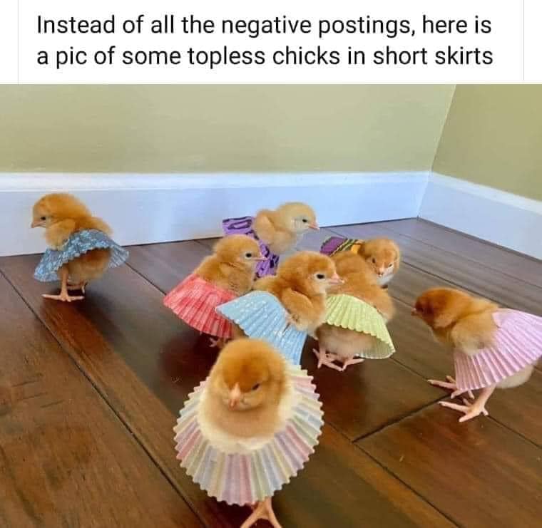 chicks.jpg