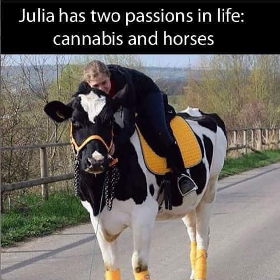cow.jpg