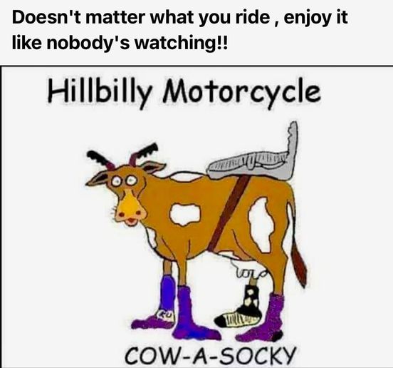 cow.jpg