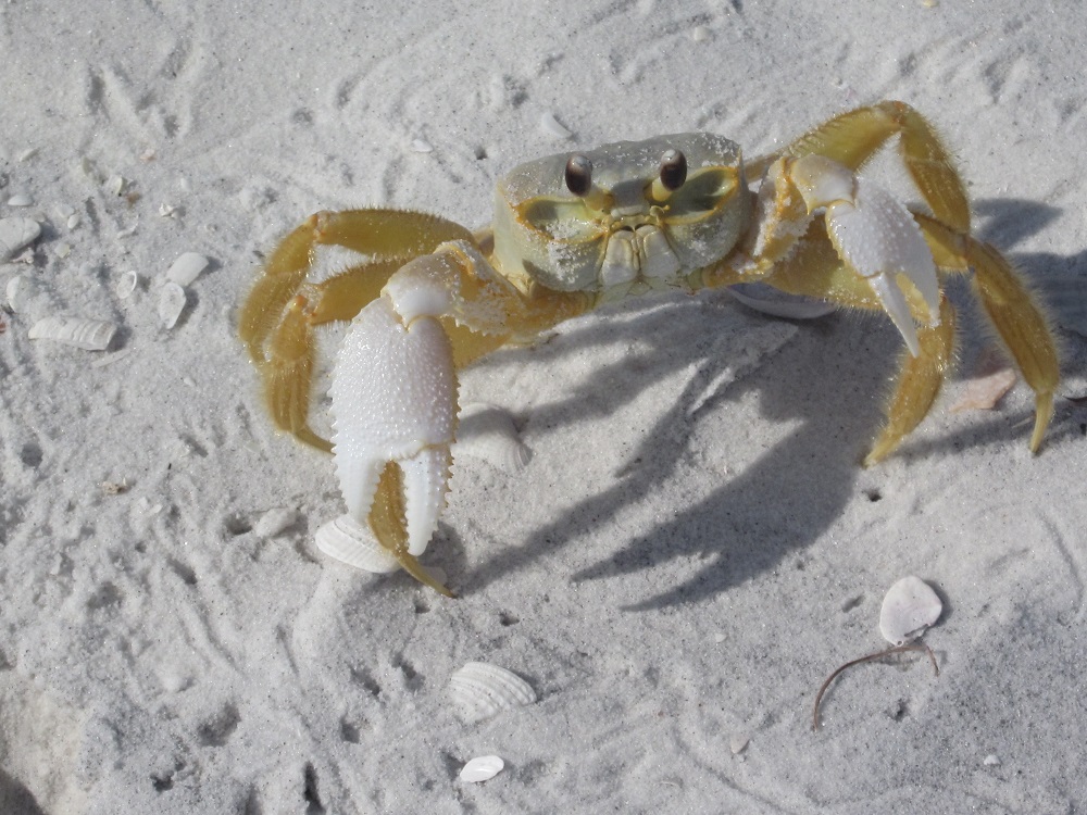 CROOKED ISLAND CRAB.jpg