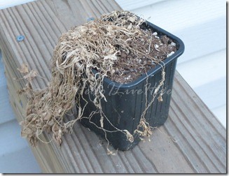 dead-herb.jpg