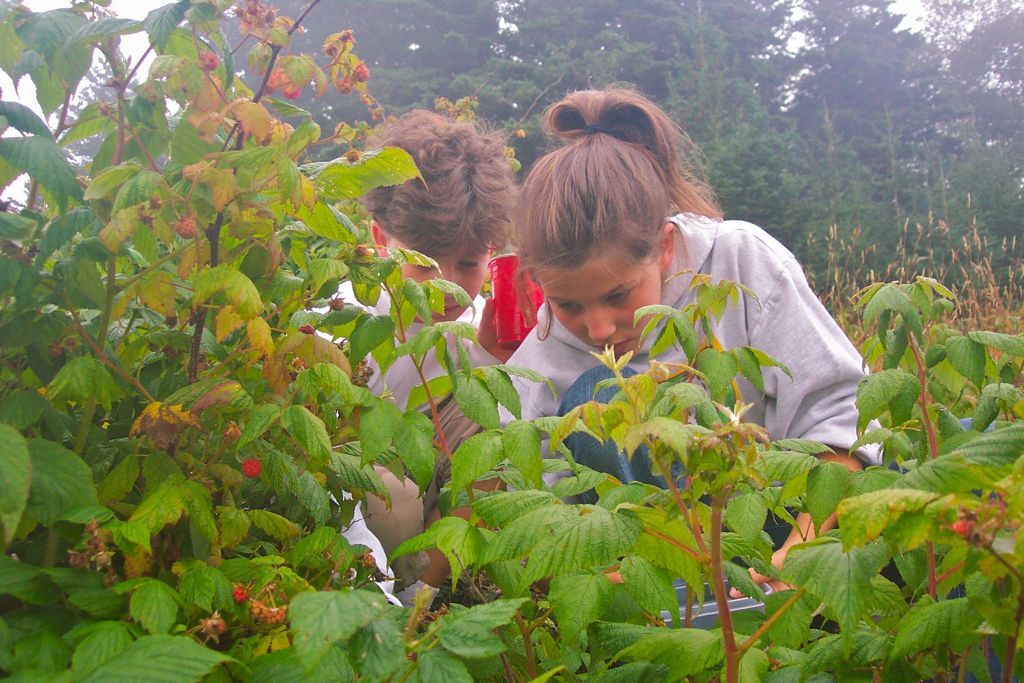 Dew laden raspberries shine .jpg