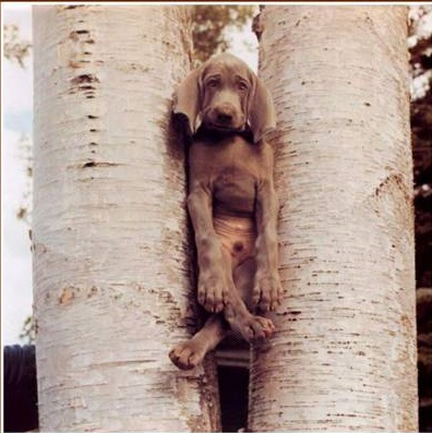dog gone it 2.jpg