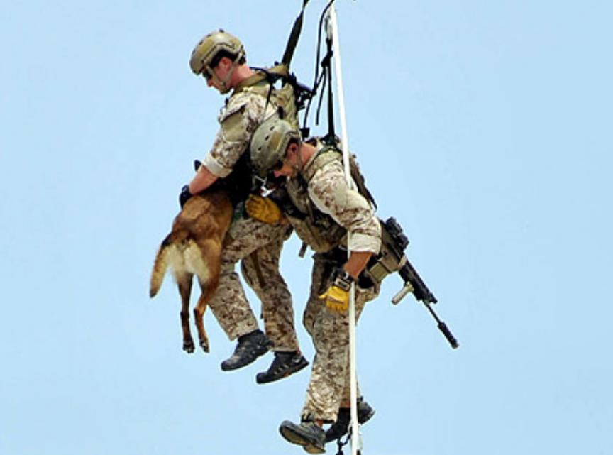 Dog.JPG