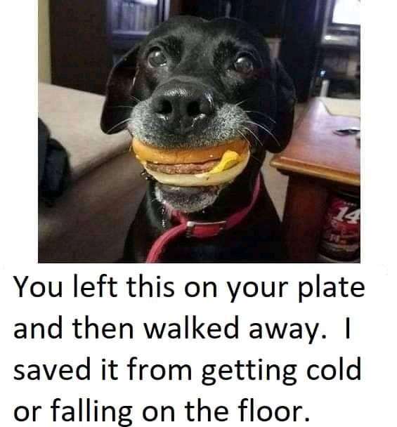 dog.jpg