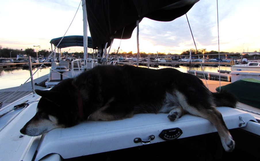 dog1.JPG