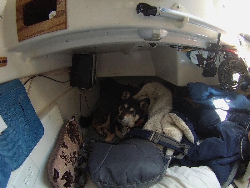 dog1.jpg