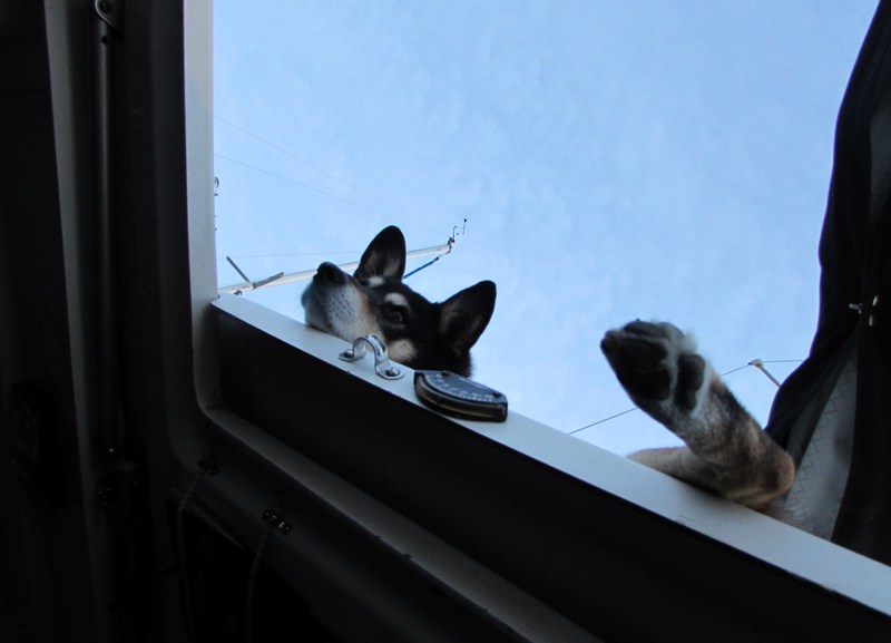 dog2.JPG
