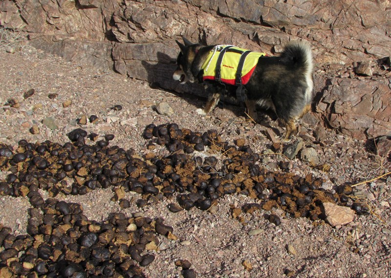 dog_poo1.JPG