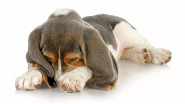 dog_smells.jpg