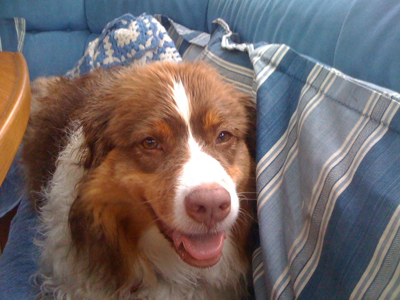 DogLovesBoat.JPG
