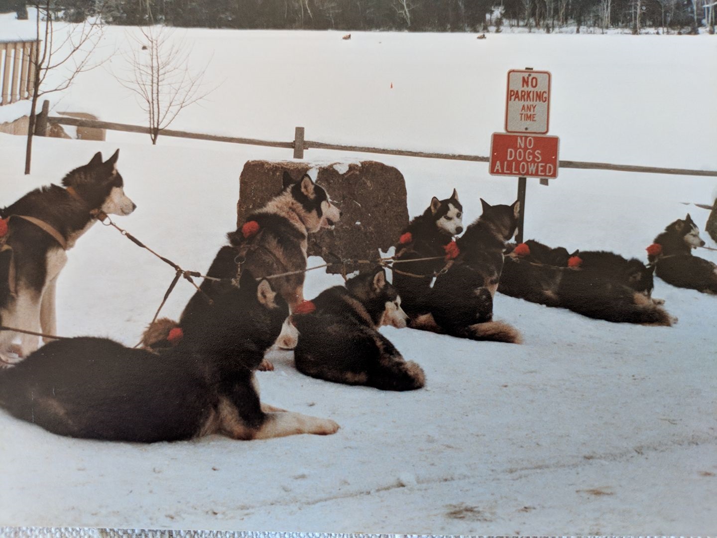 DOGS.jpg