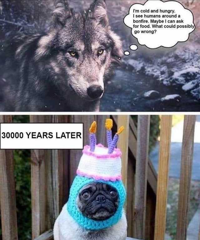 dogs.jpg