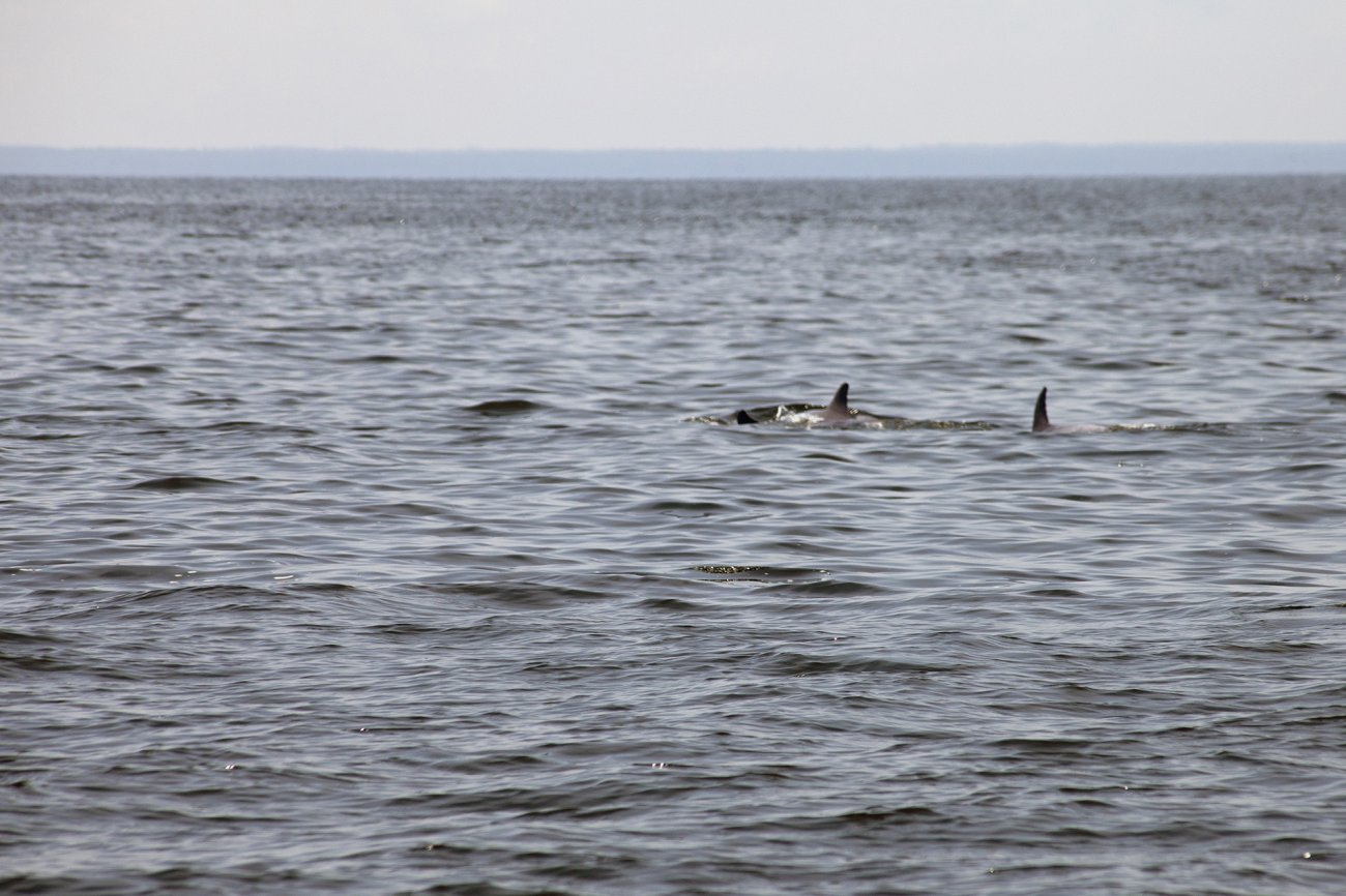 Dolphins in Chesapeake.jpg