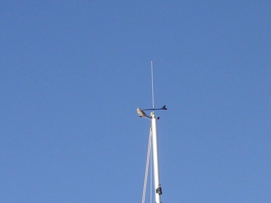 DSC03384 - Copy.JPG